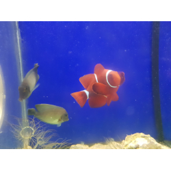 Premnas biaculeatus
