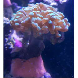 Euphyllia Paraancora ( 2 mordki)