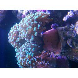 Euphyllia Paraancora