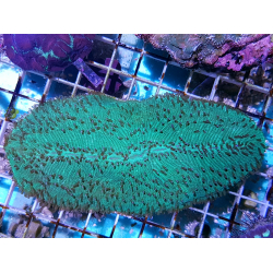 Polyphyllia talpina