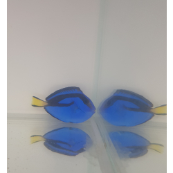 Paracanthurus Hepatus S