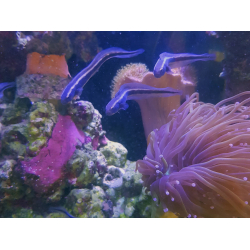 Pholidichthys leucotaenia S M