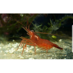 Lysmata wurdermanni