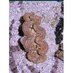 Tridacna maxima Gold
