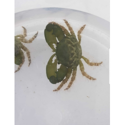 Krab mitrax Mithraculus sculptus