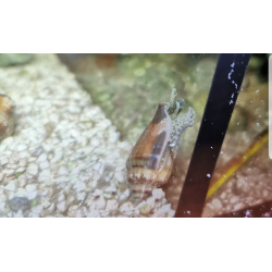 Strombus spp