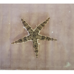 Archaster typicus
