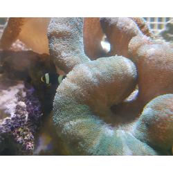 Amphiprion polymnus