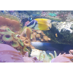 Siganus vulpinus M