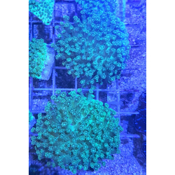 Ultra Aussie Goniopora sp. "Ultra Fluo Green"