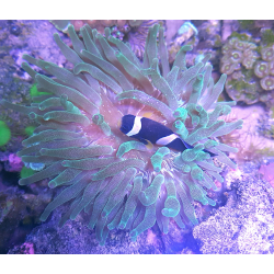 Entacmaea quadricolor Green