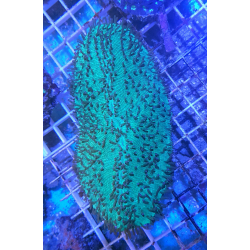 Polyphyllia talpina