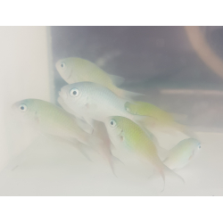 Chromis viridis