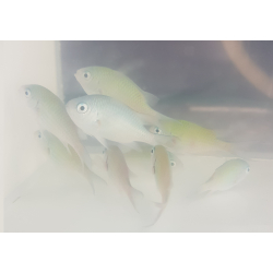 Chromis viridis