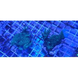 Acropora spp