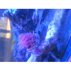 Rurówka Protula bispiralis