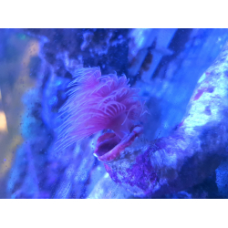 Rurówka Protula bispiralis