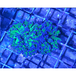Euphyllia paradivisa ( 2 mordki )