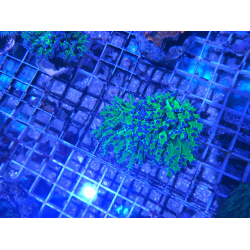 Euphyllia paradivisa ( 2 mordki )