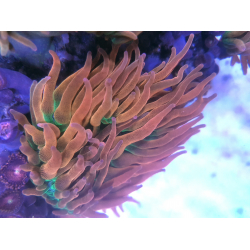 Entacmaea quadricolor rainbow