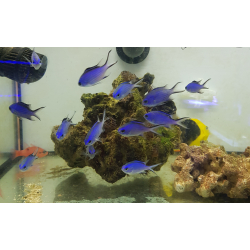 Chromis blue reef