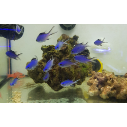 Chromis blue reef
