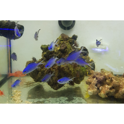Chromis blue reef