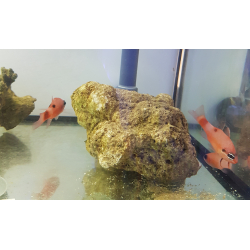 Flame Cardinal