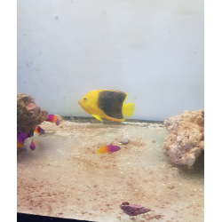 Holacanthus tricolor