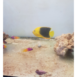 Holacanthus tricolor