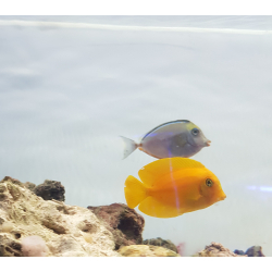 Acanthurus pyroferus yellow