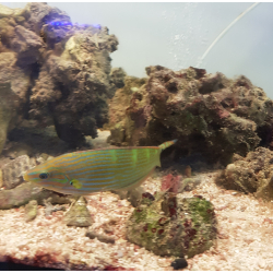Halichoeres melanurus