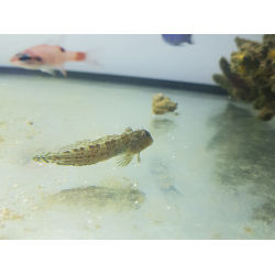 Scartella cristata