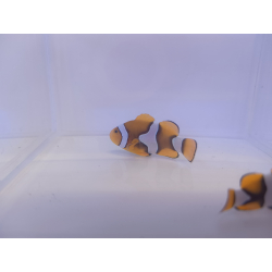 Amphiprion percula S/M