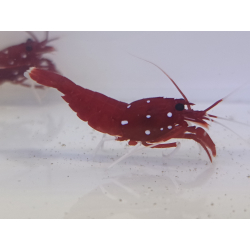 Lysmata debelius