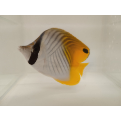 Chaetodon auriga