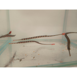 Dunckerocampus dactyliophorus