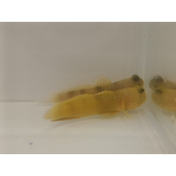 Cryptocentrus Cinctus