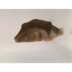 Canthigaster Epilamprus