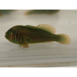 Gobiodon histrio
