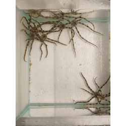 Ophiolepis superba