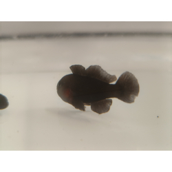 Gobiodon strangulates