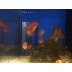Pseudanthias Pulcherrimus