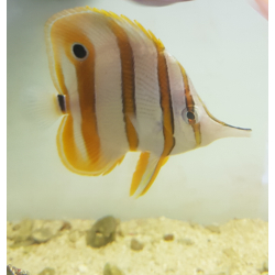 Chelmon Rostratus M