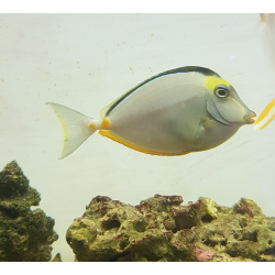 Naso lituratus