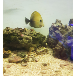 Zebrasoma Scopas