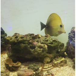 Zebrasoma Scopas