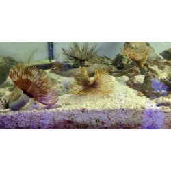 Sabellastarte indica rurówka