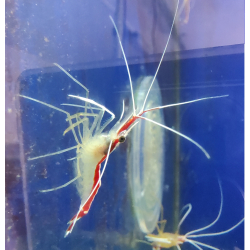 Lysmata amboinensis - krewetka czyszcząca