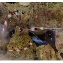 Krewetka boksująca (Stenopus hispidus)